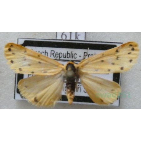 Setina roscida (Denis & Schiffermüller, 1775) Łada kroplica Czech61k